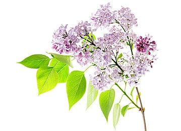 暴雪CEO暗示暴雪对PC平台的专注已经结束